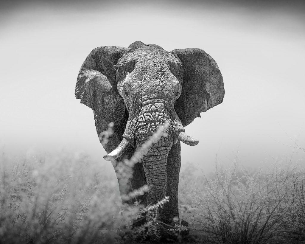 Frontalansicht eines großen Elefantenbullen, der durch hohes Gras direkt auf den Betrachter zukommt; sehr detailreiche Darstellung der tief strukturierten Elefantenhaut in Schwarz-Weiß mit starker Präsenz.