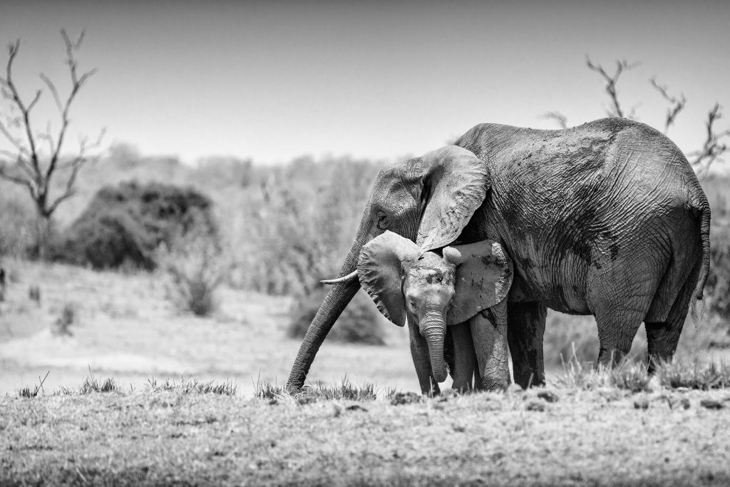 Schwarz-Weiß-Fotografie einer Elefantenkuh in der afrikanischen Savanne; das kleine Elefantenbaby steht schutzsuchend direkt unter dem Körper der Mutter. Ein kontrastreiches Bild, das die Bindung der Tiere betont.