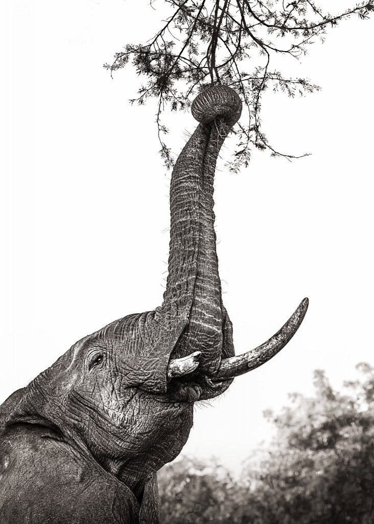 Hochformatiges Schwarz-Weiß-Porträt eines Elefantenkopfs von der Seite; der Fokus liegt auf dem Rüssel, der geschickt einen Zweig umklammert, um Blätter abzzupfen. Detailreiche Darstellung der Muskelkraft und Textur.