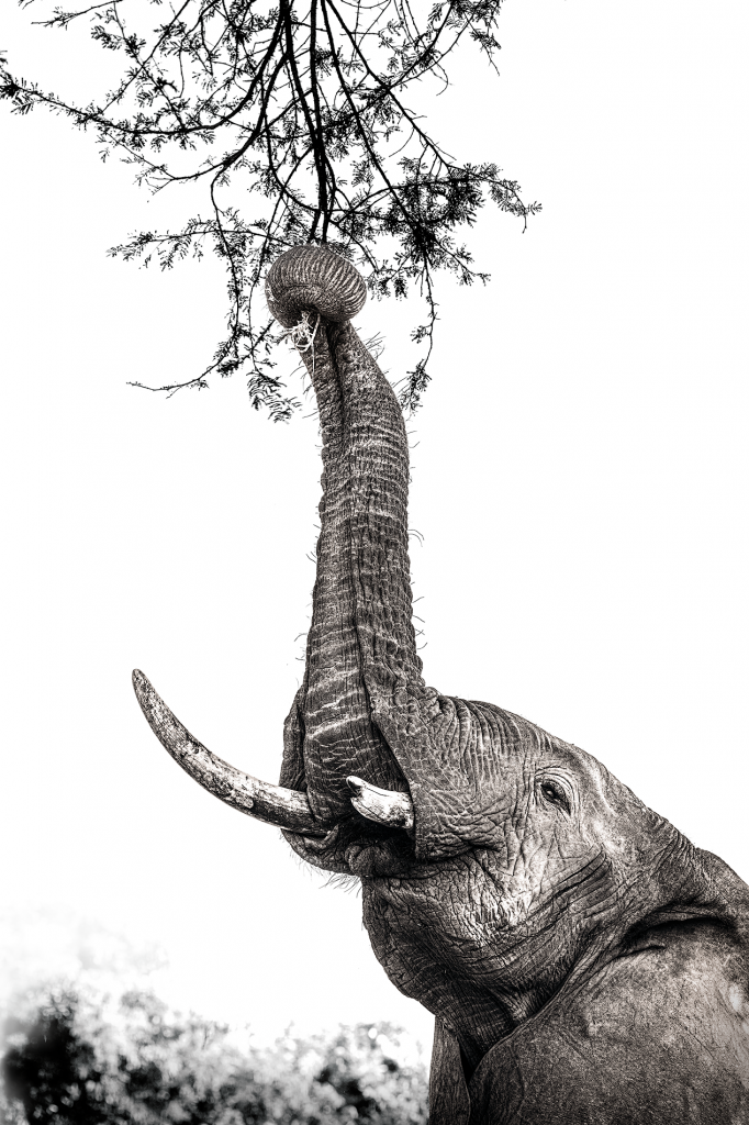 elephant zambia 2024