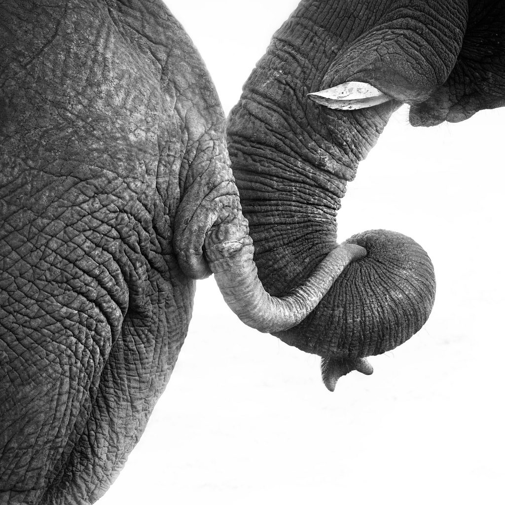 Detail Aufnahme von einem Elephanten Rüssel der den Schwanz eines vorderen Elefanten umschließt, FIne ARt Foto, Schwarz Weiß