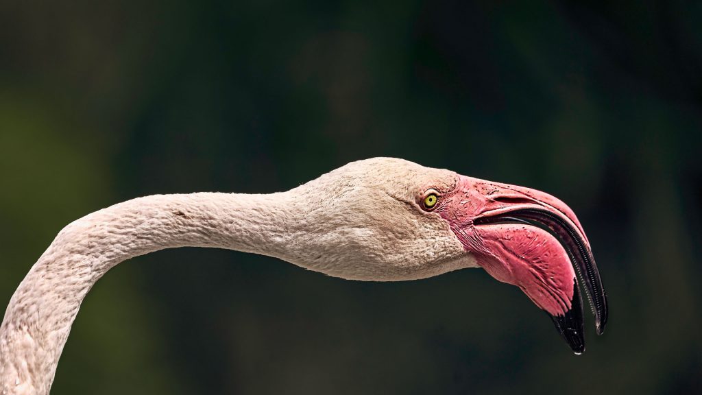 Ein horizontal ausgerichtetes Fine-Art-Porträt eines Flamingos vor einem tiefen, dunkelgrünen Hintergrund. Das Bild zeigt nur den eleganten, geschwungenen Hals und den Kopf des Vogels, die sich quer über die Komposition erstrecken. Das Gefieder leuchtet in sattem Pink und Lachsrosa. Der markante Schnabel, in kräftigem Rosa mit schwarzer Spitze, ist scharf fokussiert, ebenso wie das wachsame Auge. Die feine Textur der Federn und die sanften Konturen des Halses bilden einen starken Kontrast zur dunklen, ruhigen Tiefe des Hintergrunds.