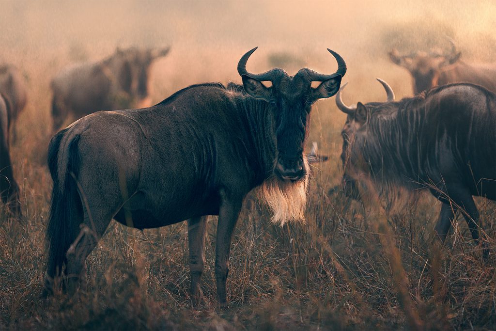 : Eine stimmungsvolle Fine-Art-Wildtieraufnahme eines Gnus; das warme Gegenlicht bricht sich im aufgewirbelten Staub und erzeugt eine dramatische Silhouette vor einem weichgezeichneten Hintergrund.