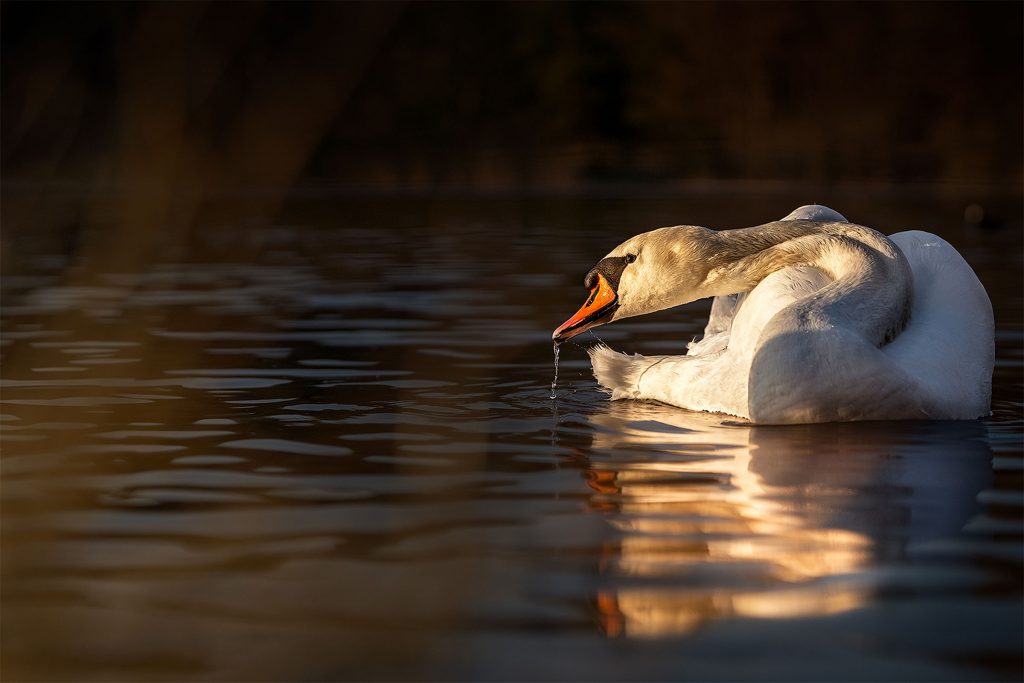 Ein stimmungsvolles Fine-Art-Porträt eines Höckerschwans während der goldenen Stunde. Die Umgebung ist in tiefes Dunkel getaucht, wodurch sich die dramatische Lichtführung konzentriert auf den Vogel auswirkt. Der Schwan wird von warmen, goldenen Lichtstrahlen bestrahlt, die sein Gefieder in ein sanftes Leuchten hüllen. Der Kopf ist elegant in Richtung Wasseroberfläche gebeugt, wobei aus dem Schnabel glitzernde Wassertropfen wie kostbare Perlen in das dunkle Wasser tropfen. Die Wasseroberfläche spiegelt die warmen Farbtöne wider und erzeugt eine poetische Atmosphäre von Ruhe und Eleganz.