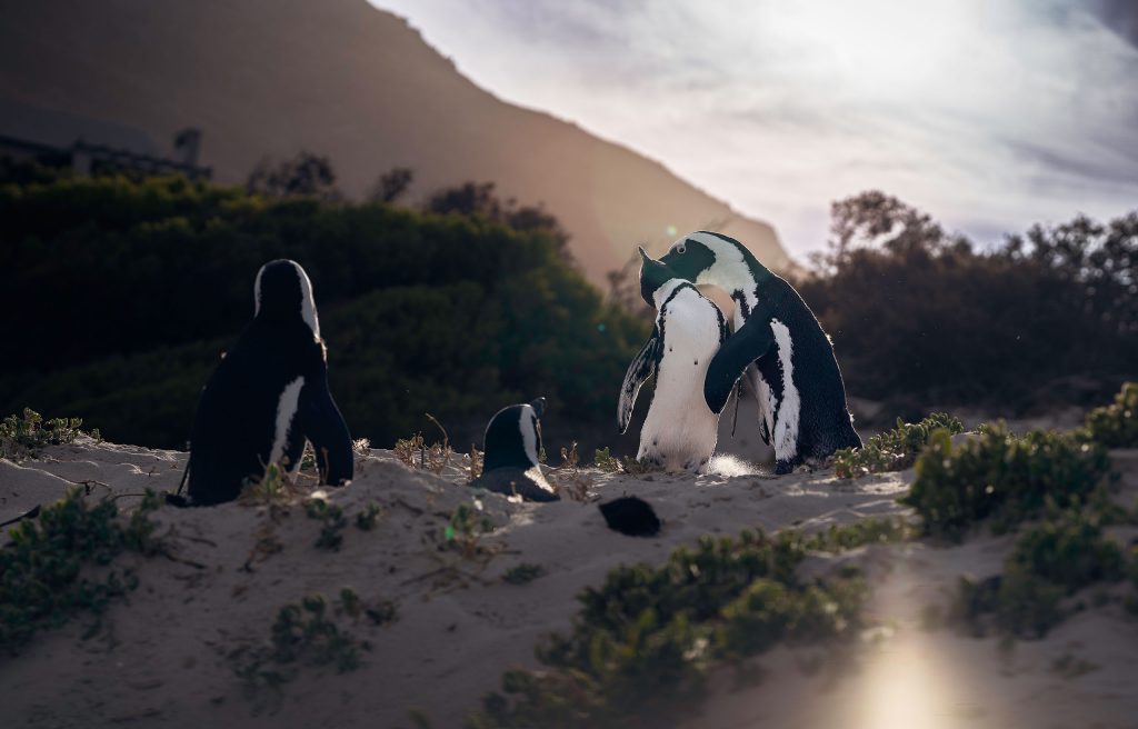 Eine atmosphärische Fine-Art-Fotografie einer Gruppe von Brillenpinguinen auf einem Sandstrand bei Sonnenuntergang. Im Zentrum umarmen sich zwei Pinguine im warmen Gegenlicht, wodurch ihre Silhouetten und der feine Sand, den sie aufwirbeln, golden aufleuchten. Zwei weitere Pinguine schauen der Szene von links aus zu, teilweise im Schatten liegend. Der Hintergrund zeigt eine dunkle, bewachsene Düne und einen weichen, sonnenüberfluteten Himmel, was eine intime und emotionale Stimmung erzeugt.