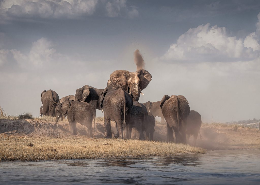 Gruppe von Elefanten im Chobe River, die mit ihren Rüsseln Staub in die Luft spritzen, Staubwolken, dynamische Wildlife-Fotografie aus Botswana, Kunstdruck.