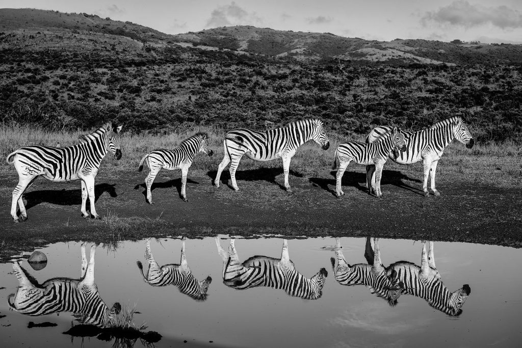 ERin Zebra Herde gruppiert sich den Rand eines Wasserlochs und spiegelt sich darin. Schwarz/Weiß Foto,