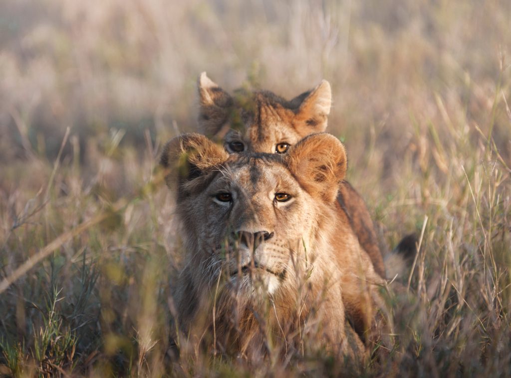 Zwei junge Löwen in der Serengeti, Tansania, frontal aufgenommen. Der jüngere Bruder steht hinter dem älteren, der nach vorne schaut, Tierfotografie, Kunstdruck. Tansania 2025