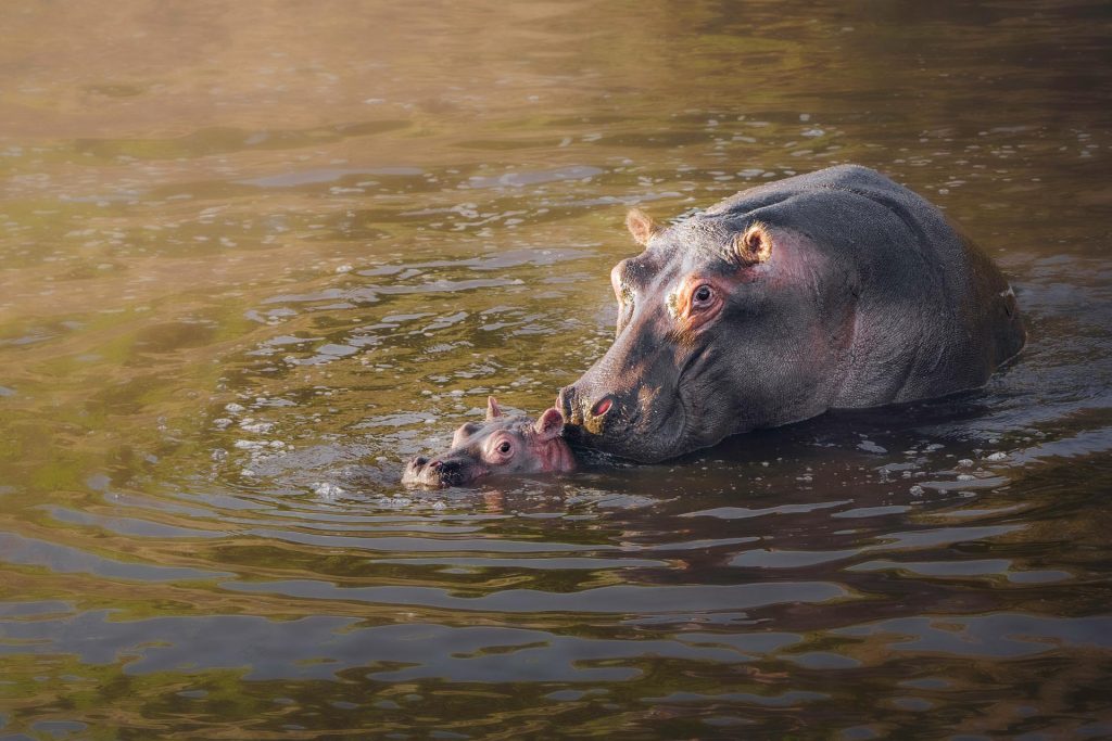Eine Fine-Art-Wildlife-Fotografie eines Flusspferdes mit seinem Kalb im grün schimmernden Wasser eines Flusses. Im warmen, goldenen Morgenlicht stupsen sie sich gegenseitig an den Nasen an, was wie ein Kuss wirkt. Das weiche Licht bricht sich auf der Wasseroberfläche und erzeugt ein Spiel aus Lichtflecken, das die Sanftheit und Intimität der Szene betont.