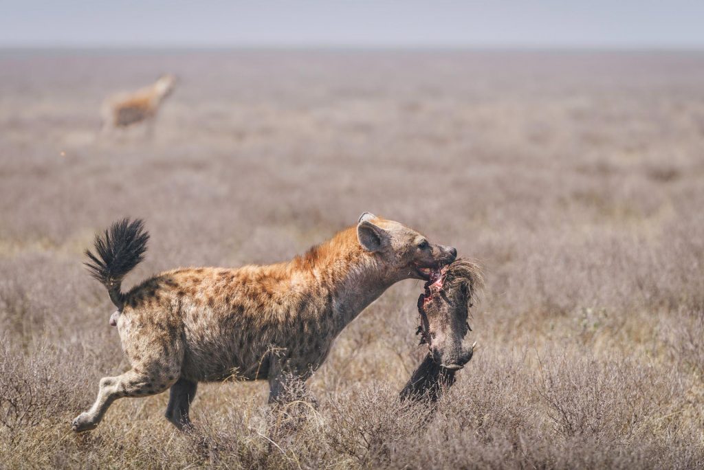 Hyäne flüchtet mit dem blutigen Kopf eines Warzenschweins im Maul, in der weiten Grasssteppe der Serengeti, Wildlife-Fotografie, Raubtiere Afrika.