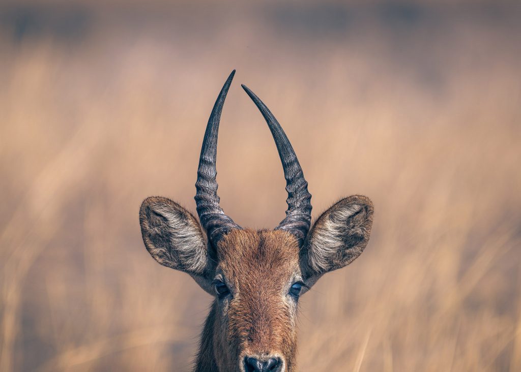Ein minimalistisches Fine-Art-Porträt einer Antilope (Impala); die langen, spitzen Hörner ragen symmetrisch in den Himmel, während das Tier vor einem pastellfarbenen, unscharfen Hintergrund steht.