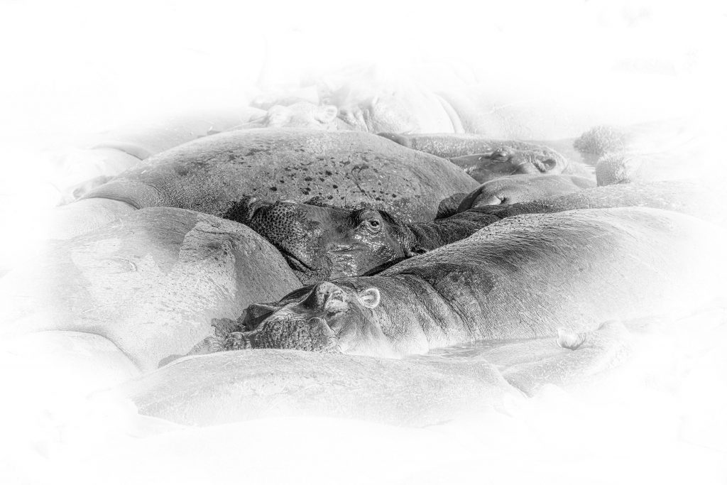 Künstlerisches SChwarz Weiß Foto, ein dunkler Nilpferd Kopf im Zentrum umgeben von anderen Nilpferden deren Tonalität von Hellgrau bis Weiß verläuft.