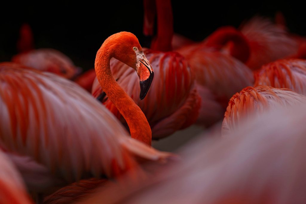 Ein intimes und dramatisches Fine-Art-Porträt, das eine leuchtend rote Kuba-Flamingo-Henne aus der Masse ihrer Artgenossen isoliert. Während der Vorder- und Hintergrund in eine weiche, unscharfe Wolke aus karmesinroten Federn getaucht sind, steht ihr schlanker Hals, der elegante Kopf und der markante Schnabel mit der schwarzen Spitze in tack-scharfem Fokus. Ihr wachsamer, goldgelber Blick zieht den Betrachter direkt in die Szene. Die Beleuchtung ist weich, aber intensiv, und hebt die Textur der Federn hervor.