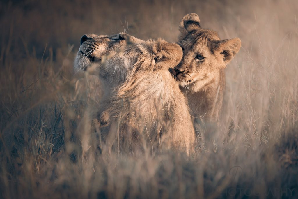 Eine Löwenjunges liebkost seine Mutter im sanften Morgenlicht in Tansanai in der Serengeti