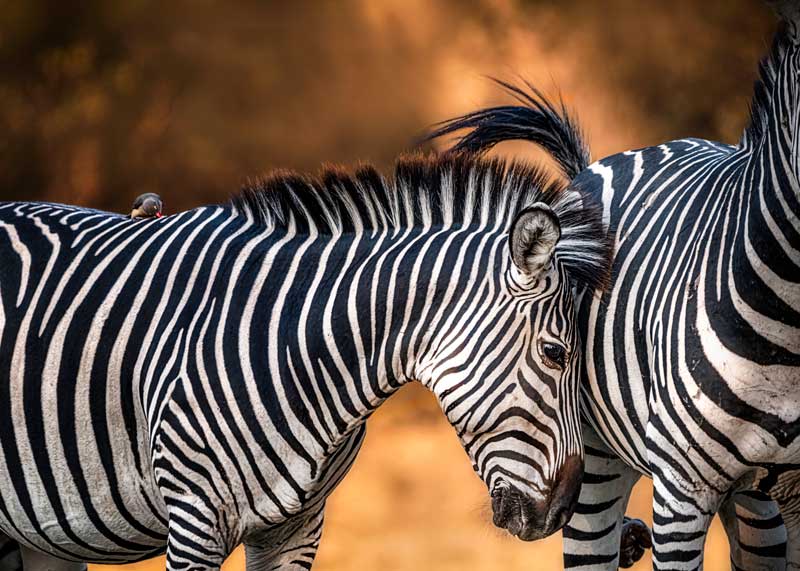 Loving Zebras