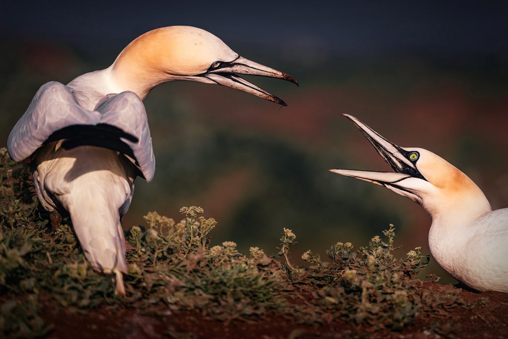 Eine dynamische Fine-Art-Fotografie zweier Basstölpel in einer intensiven Interaktion auf einem grasbewachsenen Felsen. Die Vögel stehen sich mit weit aufgerissenen Schnäbeln gegenüber, was wie ein lautstarker Dialog oder ein Revierstreit wirkt. Das warme Licht der tiefstehenden Sonne betont die sanfte gelbe Färbung ihrer Köpfe und die strahlend blauen Augenringe. Die Textur des weißen Gefieders und die raue Umgebung werden durch die warme Lichtstimmung und den weichgezeichneten, dunklen Hintergrund kontrastreich hervorgehoben.