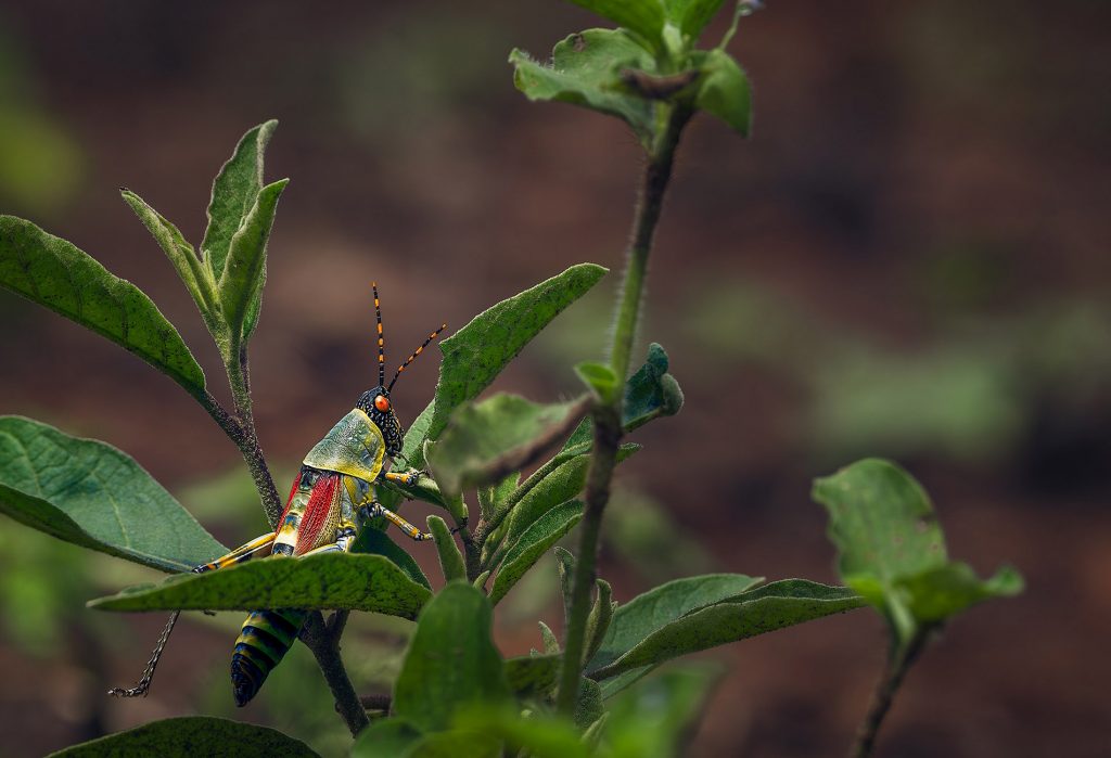 Eine Makro-Fine-Art-Fotografie einer bunt gemusterten Heuschrecke, die auf einem grünen Blatt sitzt. Der Körper des Insekts ist ein Kunstwerk aus leuchtendem Gelb, kräftigem Rot und tiefen Blau-Schwarz-Tönen. Die feinen Antennen und die detailreichen Gliedmaßen sind vor einem dunkelbraunen, erdigen Hintergrund perfekt freigestellt, wodurch die exotische Farbigkeit und die filigrane Anatomie des Insekts betont werden.