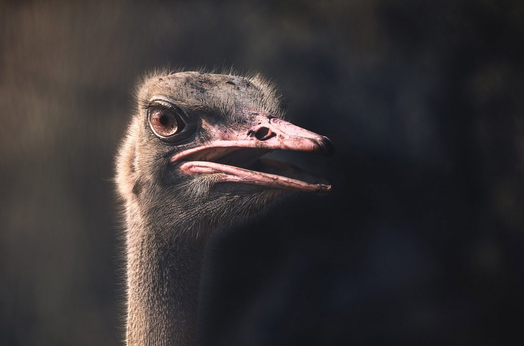 Ein Low-Key-Porträt eines Straußes im Fine-Art-Stil, bei dem nur der obere Teil des Halses und der Kopf aus der tiefschwarzen Dunkelheit hervortreten. Der Fokus liegt extrem präzise auf dem Auge, das durch eine leuchtende, bernsteinfarbene Iris und hochdetaillierte Strukturen besticht. Jede einzelne Wimper und die feinen, borstigen Federn am Kopf sind durch die gezielte Lichtführung plastisch herausgearbeitet, während der Rest des Vogels geheimnisvoll im Schatten verschwindet.