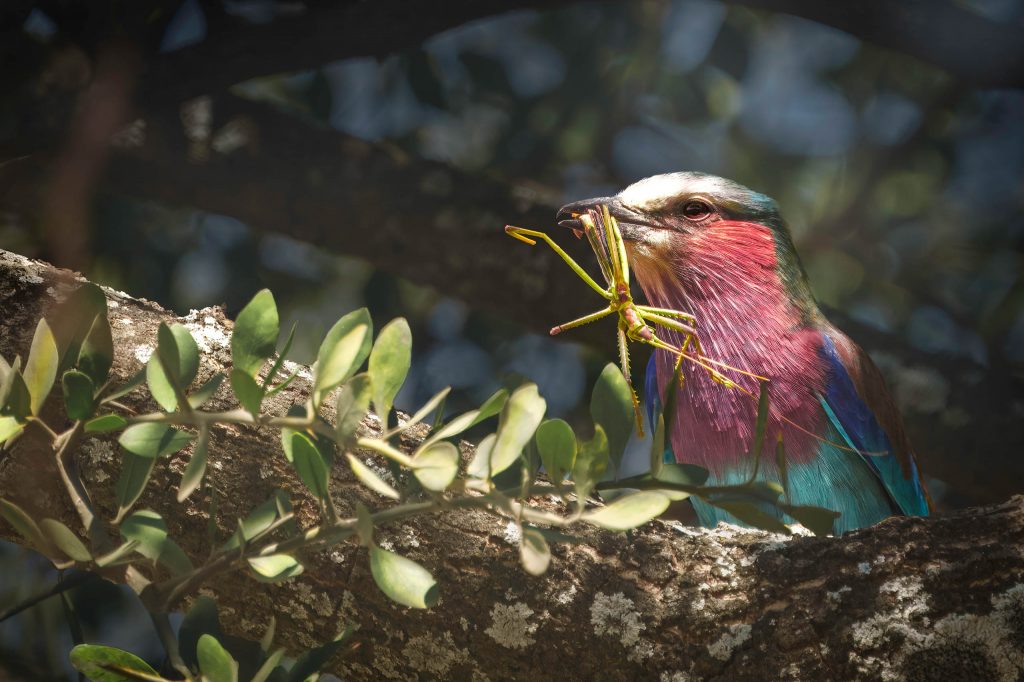 Ein faszinierendes Fine-Art-Naturporträt, das eine farbenfrohe Gabelracke auf einem Baumzweig zeigt. Der Vogel hat erfolgreich eine Heuschrecke gefangen, die er fest im Schnabel hält. Die Komposition hebt das leuchtend violette und blaue Gefieder der Racke hervor, die perfekt vor dem weichen, malerischen Bokeh der grünen Blätter isoliert ist. Die gezielte Lichtführung fängt die Textur der Federn und die Details der Beute mit beeindruckender Schärfe ein.
