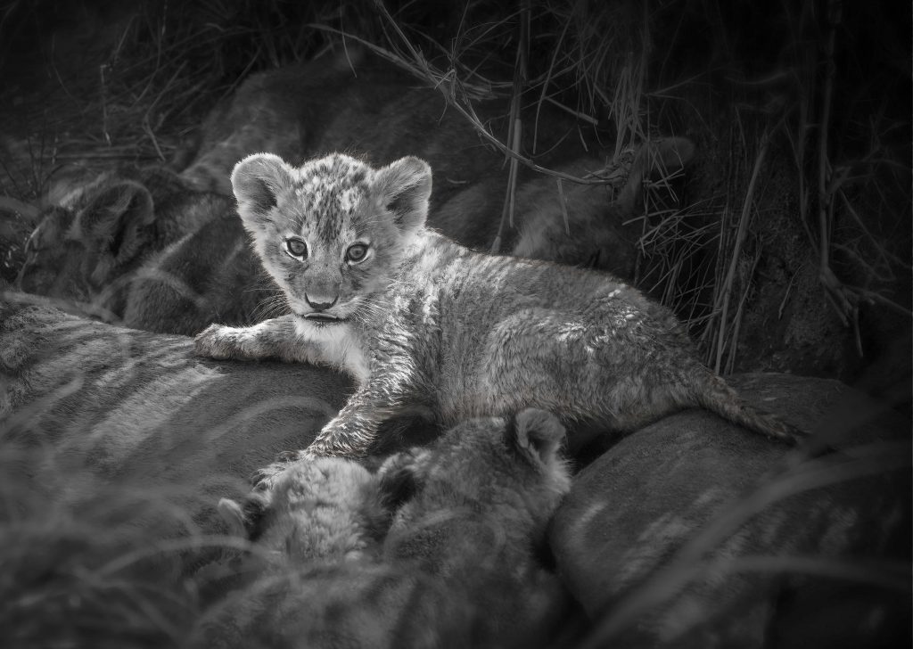Löwenjunges inmitten von seinem Rudel auf dem Rücken der älteren Tiere, Schwarz Weiß Foto, Tansania 2025