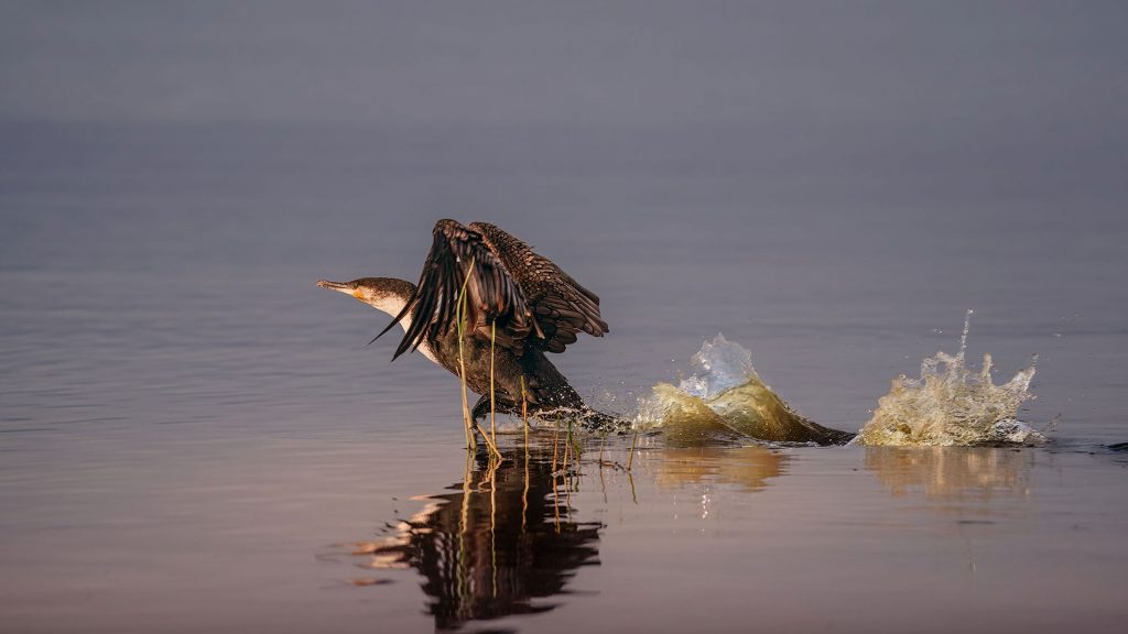 Hier ist der Text für das Bild des Kormorans, der gerade vom Wasser abhebt: Title: Breaking the Surface Alt-Text: Eine dynamische Fine-Art-Fotografie eines Kormorans im Moment des Abflugs von einer spiegelglatten Wasseroberfläche. Der Vogel ist im Profil zu sehen, die Flügel kraftvoll geschlagen, während er über das Wasser rennt, um an Geschwindigkeit zu gewinnen. Hinter ihm entstehen zwei markante, goldgelb leuchtende Wasserspritzer, die im sanften Licht der Abendsonne funkeln. Sein dunkles Gefieder bildet einen eleganten Kontrast zur ruhigen, violett-grau schimmernden Wasserfläche und dem minimalistischen Hintergrund. Einige dünne Schilfhalme ragen im Vordergrund aus dem Wasser und unterstreichen die natürliche Stille des Augenblicks.