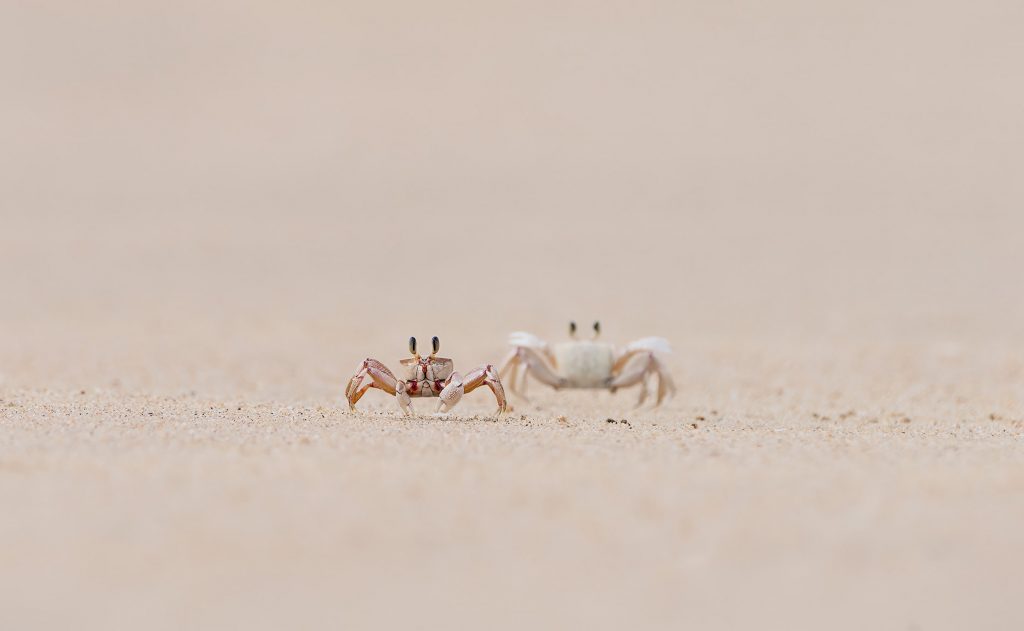 Eine minimalistische Fine-Art-Aufnahme zweier kleiner Krabben auf einem weiten, hellen Sandstrand. Die Krabben sind aus einer extrem tiefen Perspektive fotografiert und blicken mit ihren markanten Stielaugen direkt in die Kamera. Während die vordere Krabbe scharf abgebildet ist und Details ihrer rötlich-beigen Panzerung zeigt, verschwimmt die zweite Krabbe leicht in der Unschärfe. Der Hintergrund und der sandige Untergrund gehen in ein sanftes, cremefarbenes Bokeh über, was den Fokus vollkommen auf die drollige und zugleich wachsame Präsenz der kleinen Küstenbewohner lenkt.