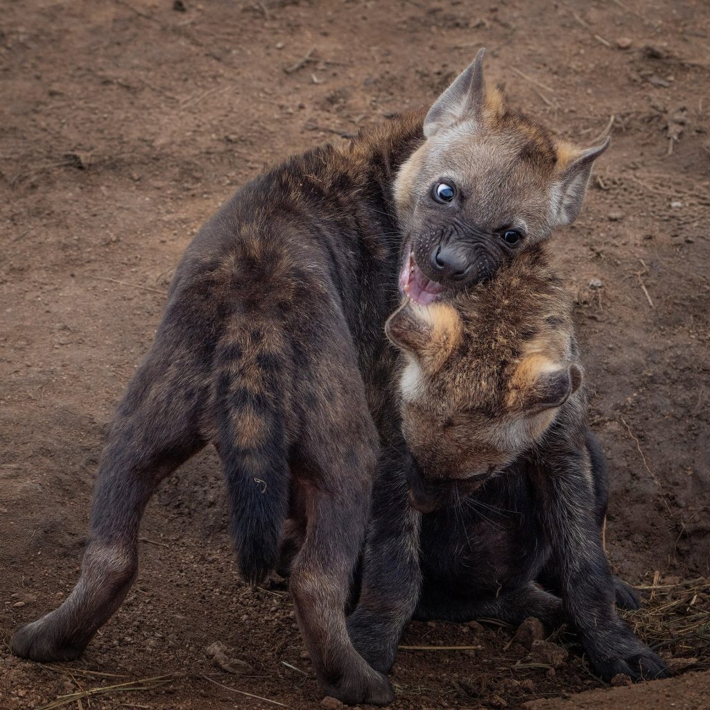 Zwei sehr junge Tüpfelhyänen beim Spielen, ein Jungtier beißt dem anderen spielerisch ins Ohr und blickt direkt in die Kamera, afrikanische Wildlife-Fotografie, Kunstdruck.