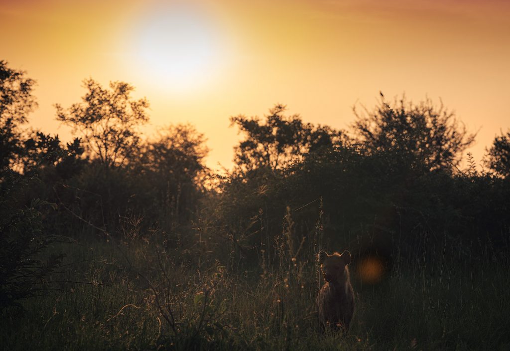 Eine atmosphärische Fine-Art-Wildtierfotografie einer Hyäne als Silhouette vor einem glühenden Sonnenuntergang. Das intensive Gegenlicht erzeugt einen leuchtenden Saum (Rim Light) entlang der Konturen ihres Fells, was die raue Textur und die markante Linie des Rückens betont. Die Farben des Himmels verlaufen von tiefem Orange zu warmem Gold, während der Boden in tiefem Schwarz versinkt. Der Fokus liegt auf der kraftvollen, fast mystischen Aura des Tieres in der afrikanischen Abenddämmerung.