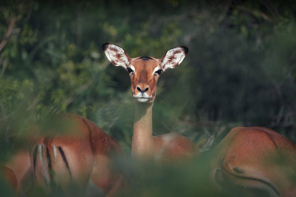 Frontales Porträt einer Impala-Antilope im hohen grünen Gras, aufmerksamer Blick in die Kamera, Naturfotografie aus Afrika, Kunstdruck.