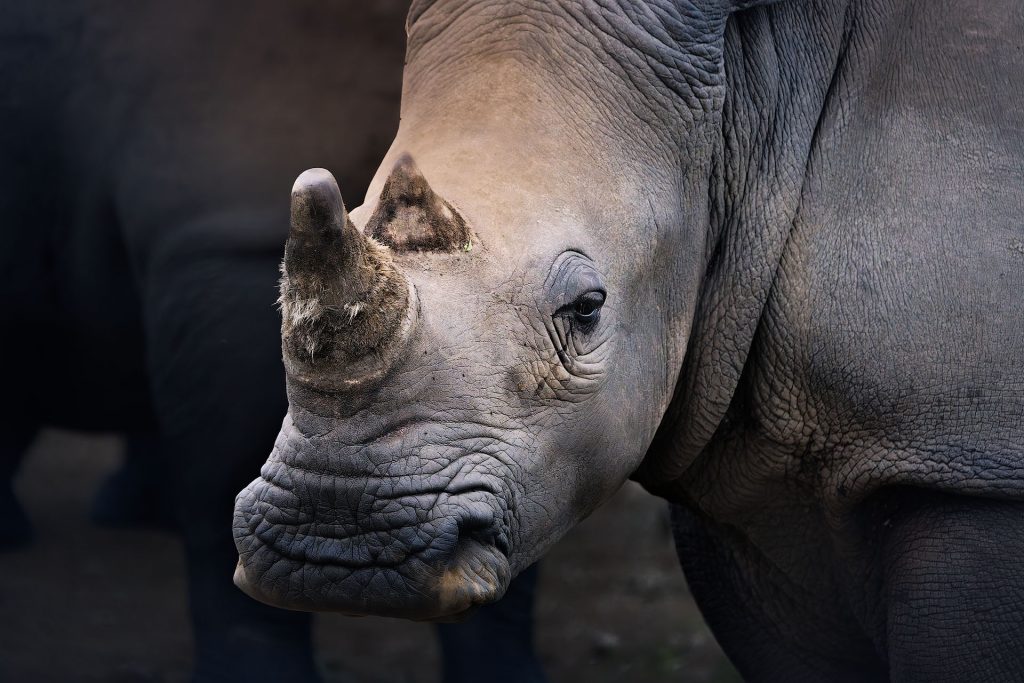 Eine detailreiche Fine-Art-Nahaufnahme eines Nashorn-Porträts im Profil; Fokus auf die markante Struktur des Horns und die tiefen Falten der grauen Haut, die im sanften Seitenlicht plastisch wirken.