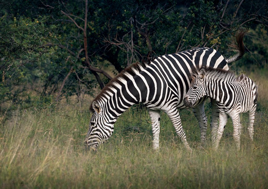 Zebra mit Fohlen grasend in der afrikanischen Steppe, schwarz-weißes Streifenmuster der Natur, Wildlife-Fotografie, Kunstdruck. Südafrika 2026