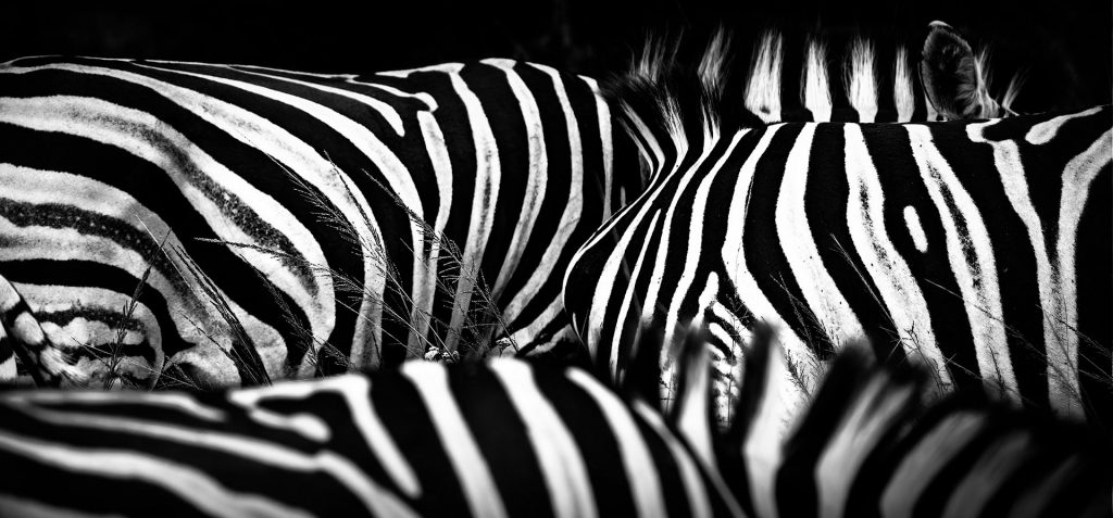 Abstrahiertes Schwarz Weiß Foto, zu bsehen sind nur auschnitte von verschiedenen Zebra Rücken, Südafrika 26