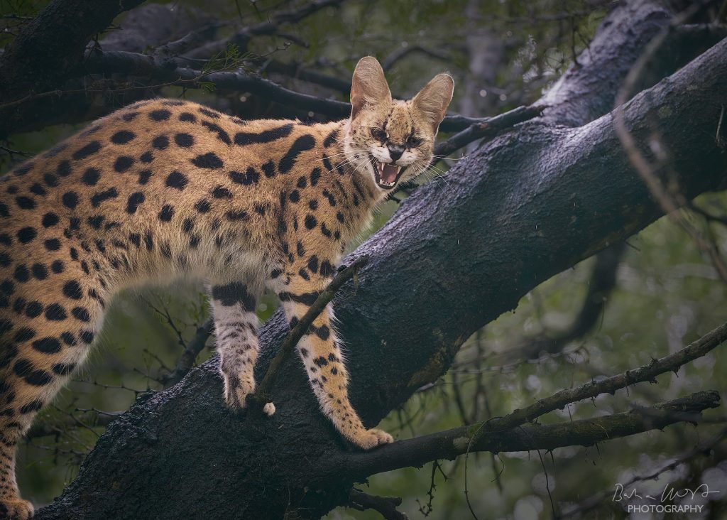 Eine mystische Fine-Art-Aufnahme eines Servals auf einem dunklen Ast; der feine Regen und die kühle Lichtstimmung betonen das markante Fleckenmuster des Fells und den wachsamen Blick der Katze.