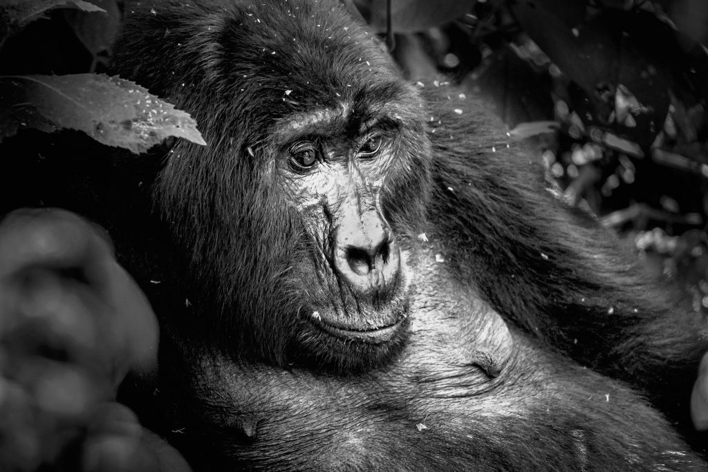 Traurig schaut ein Gorilla Silberücken, Schwarz Weiß Foto, Uganda 2023
