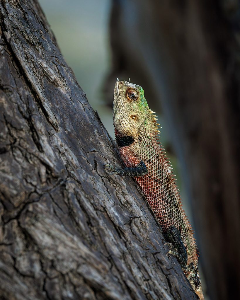 Ein farbenprächtiges Porträt einer Agame, die an einem dunklen, strukturierten Baumstamm emporklettert. Der Kopf der Echse leuchtet in kräftigem Grün und Gelb, während der Nackenbereich markante rote Akzente und schwarze Schuppenmuster aufweist. Die feinen Details der Schuppen und das wachsame Auge sind scharf fokussiert vor einem ruhig verschwommenen Hintergrund, was die exotische Farbgewalt des Reptils unterstreicht.