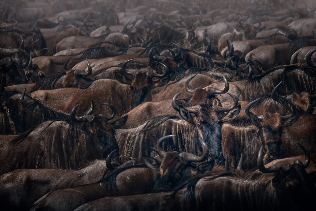 Eine fast abstrakte Fine-Art-Komposition einer riesigen Gnu-Herde; die schiere Masse der Tiere erzeugt ein rhythmisches Muster aus Körpern und Hörnern in der staubigen Mittagshitze.