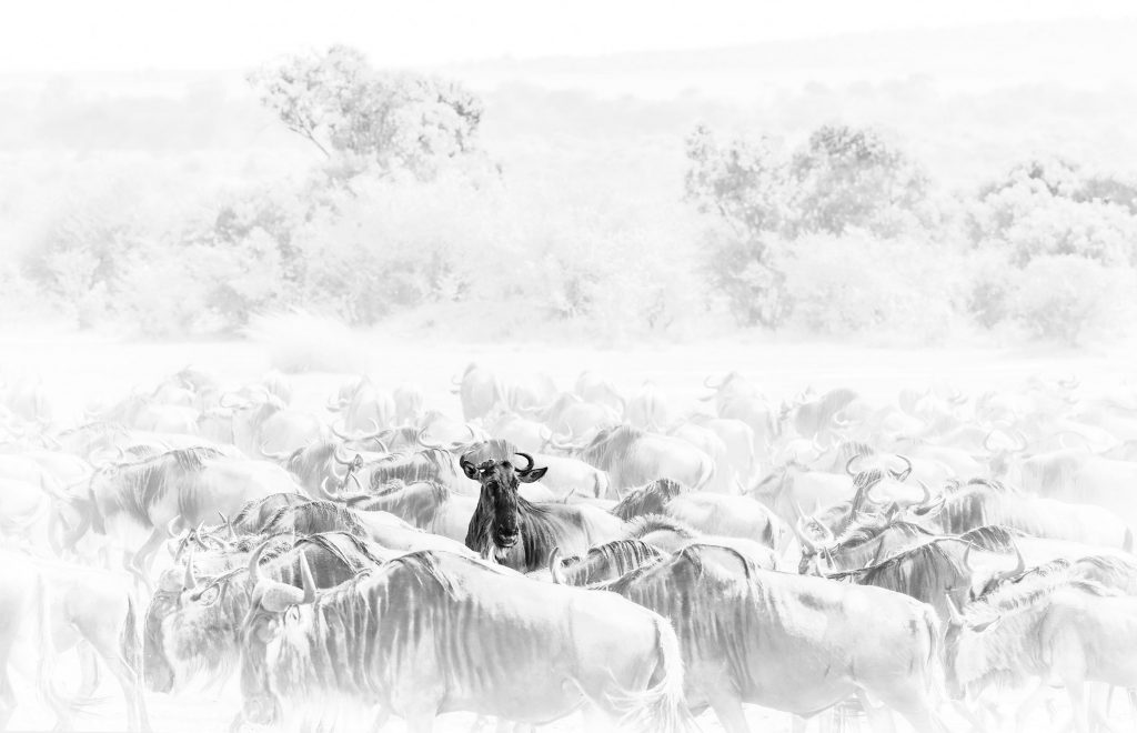 Künstlerische Interpreatation, High Key von einem Gnu inmitten seiner Herde, nur ein mittiges Gnu ist dunkel, der Rest sowie die Umgebung sind in sehr hellen Grautönen und weiß gehalten, Schwarz Weiß Foto, Tansania e