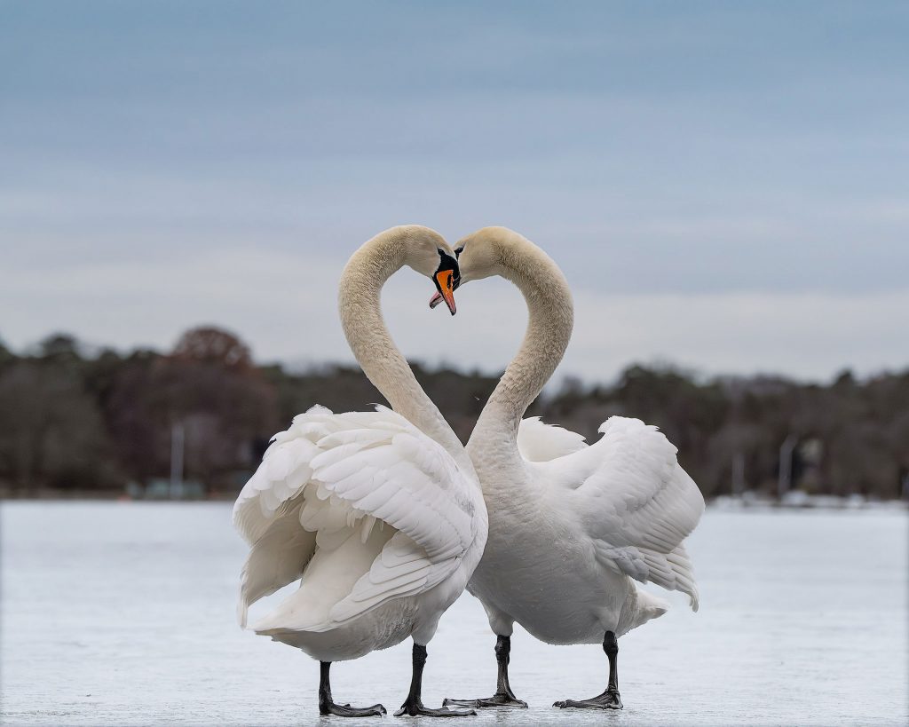 Eine poetische Naturaufnahme von zwei Höckerschwänen auf einer gefrorenen, hellen Wasserfläche. Die Hälse der beiden Vögel sind so zueinander gebeugt, dass sie eine perfekte, elegante Herzform bilden, während sich ihre Schnäbel fast berühren. Der minimalistische Hintergrund aus weißem Eis und einem zarten, grau-blauen Himmel lenkt den gesamten Fokus auf die Symmetrie und die stille Intimität dieses Augenblicks.