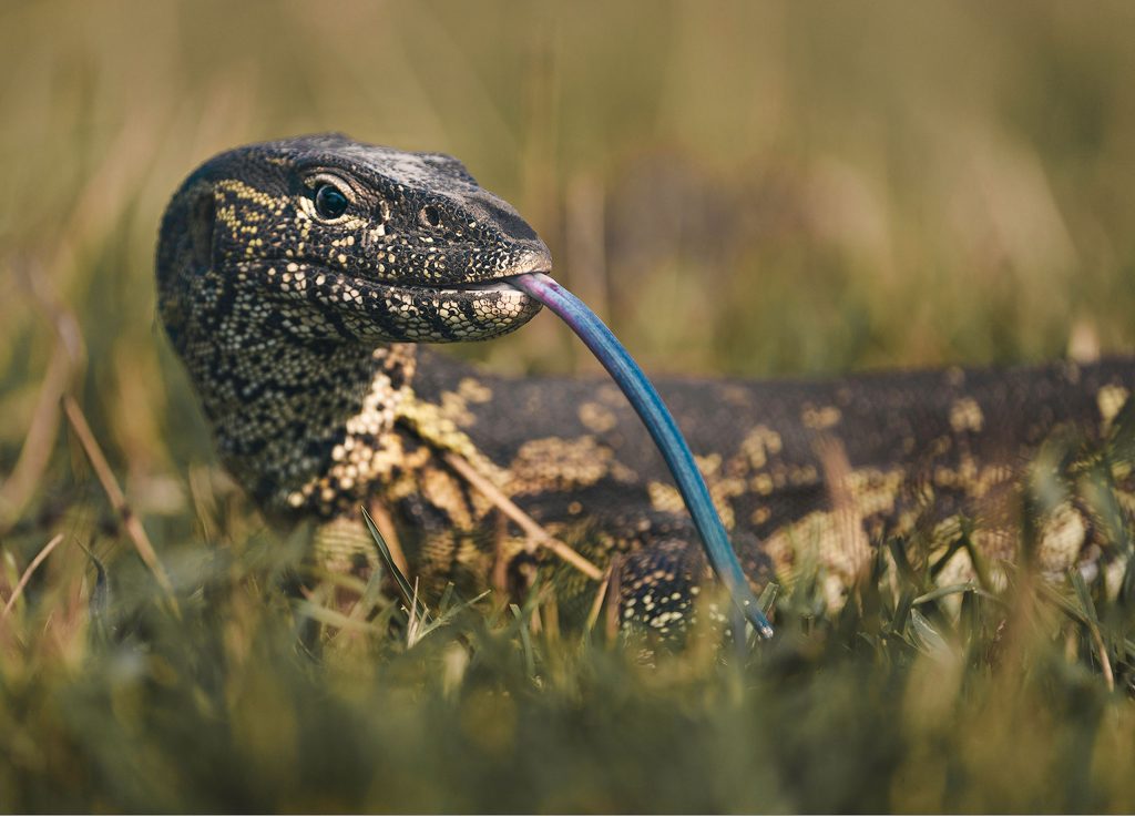 Eine bodennahe Fine-Art-Wildtierfotografie eines Warans, der durch trockenes Gras kriecht und dabei seine lange, gespaltene, blaue Zunge weit herausstreckt. Die dunkle Haut der Echse ist mit einem detaillierten, hellgelben Punktmuster überzogen. Der Fokus liegt scharf auf dem vorderen Bereich des Tieres und der Zunge, während der sandige Boden und die Grashalme im Hintergrund in eine sanfte Unschärfe verlaufen.