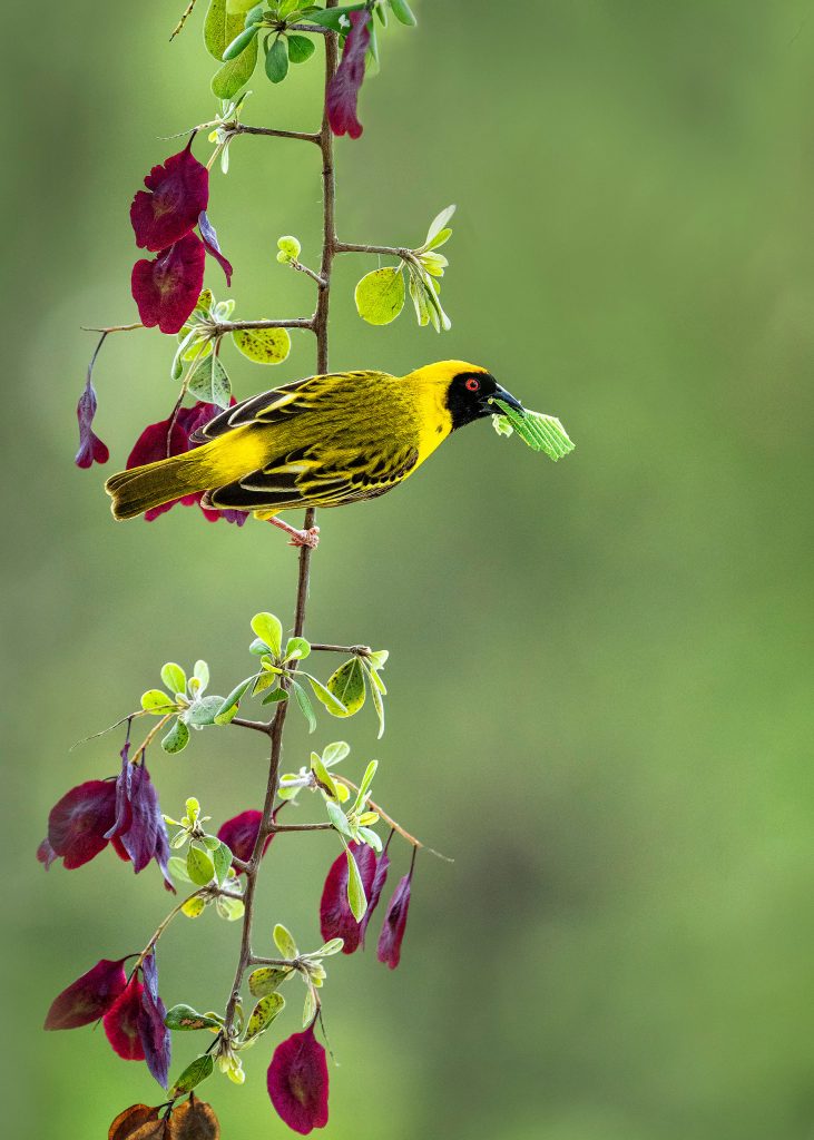 Eine farbenfrohe Fine-Art-Makrofotografie eines kleinen Webervogels, der auf einem schlanken Blumenzweig sitzt. Der Vogel, mit seinem überwiegend gelb-braunen Gefieder und markanten Streifen, hält fest ein grünes, saftiges Blatt in seinem kräftigen Schnabel. Der Zweig ist reich besetzt mit kleinen, leuchtend lila Blüten und Knospen. Der Hintergrund besteht aus einem weichen, tiefgrünen Blätterdach, das in ein malerisches Bokeh übergeht und die Szene natürlich isoliert.