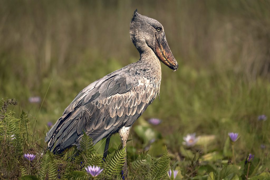 Eine Fine-Art-Wildlife-Fotografie eines Schuhschnabels, der majestätisch und unbeweglich in einem Sumpfgebiet steht. Der große, charakteristische Schnabel und das graue Gefieder sind detailreich im sanften Licht eingefangen. Umgeben ist der Vogel von sattgrünen Farnen und zarten, violetten Wasserlilien, die einen farblichen Kontrast zum erdigen Hintergrund bilden. Die Aufnahme betont die urzeitliche, fast statuenhafte Präsenz des Tieres in seinem natürlichen Lebensraum.