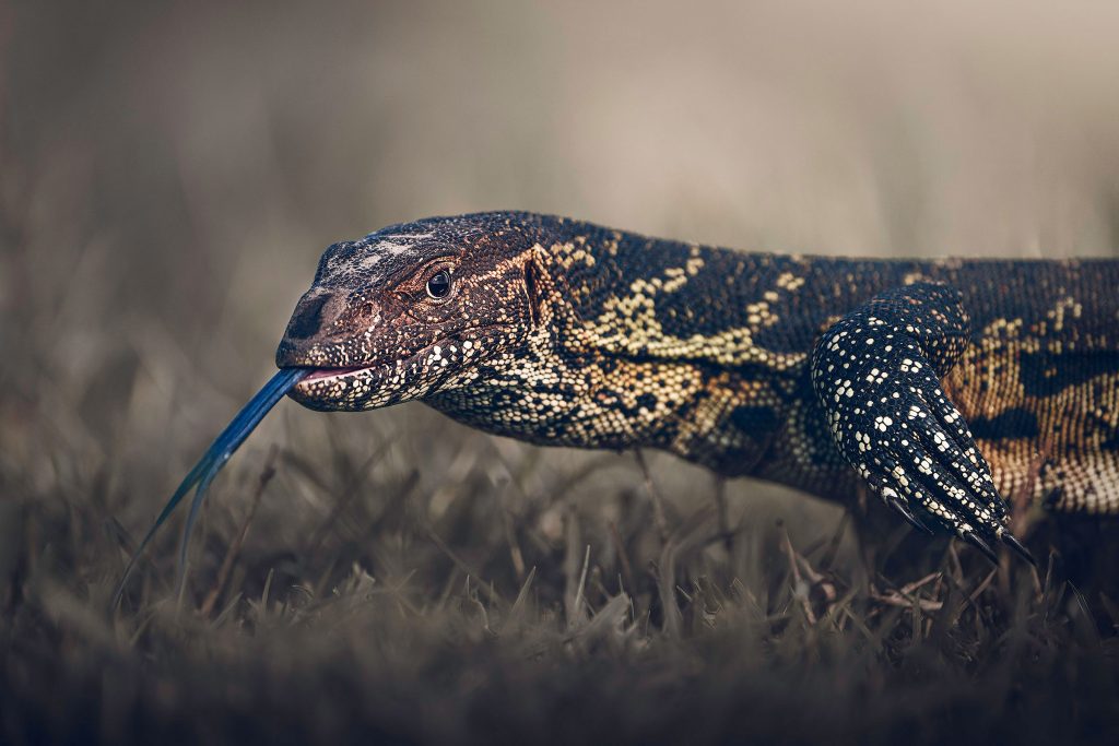 Eine bodennahe Fine-Art-Wildtierfotografie eines Warans, der durch trockenes Gras kriecht und dabei seine lange, gespaltene, blaue Zunge weit herausstreckt. Die dunkle Haut der Echse ist mit einem detaillierten, hellgelben Punktmuster überzogen. Der Fokus liegt scharf auf dem vorderen Bereich des Tieres und der Zunge, während der sandige Boden und die Grashalme im Hintergrund in eine sanfte Unschärfe verlaufen.