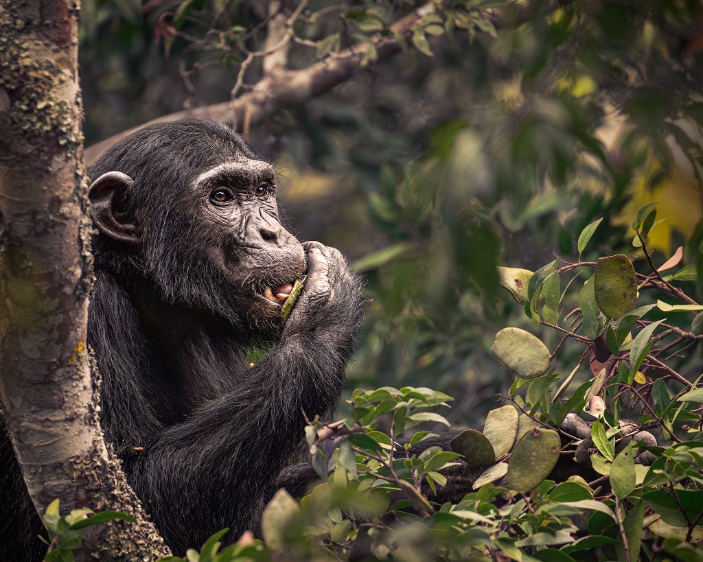 Fine-Art-Wildlife-Fotografie eines Schimpansen hoch oben in den Baumwipfeln. Das Tier führt eine Hand zum Mund, um frische grüne Blätter zu essen, während es sicher auf einem Ast sitzt. Das natürliche Licht fällt durch das dichte Blätterdach und erzeugt ein Spiel aus Lichtflecken auf dem dunklen Fell, was die friedliche Szene und die haptischen Texturen des Dschungels betont.