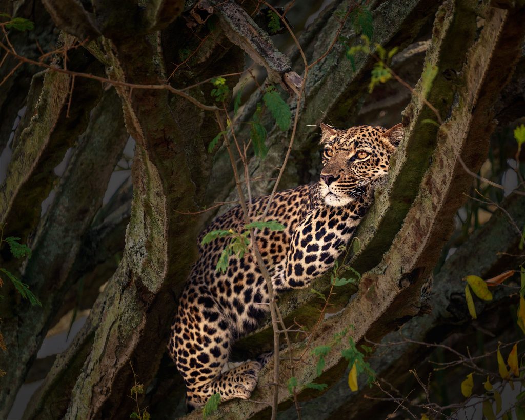 Eine kunstvolle Fine-Art-Naturaufnahme eines Leoparden, der perfekt zwischen den Ästen eines dichten Baumes getarnt ist; das Spiel von Lichtflecken auf dem gemusterten Fell erzeugt eine geheimnisvolle Tiefe.