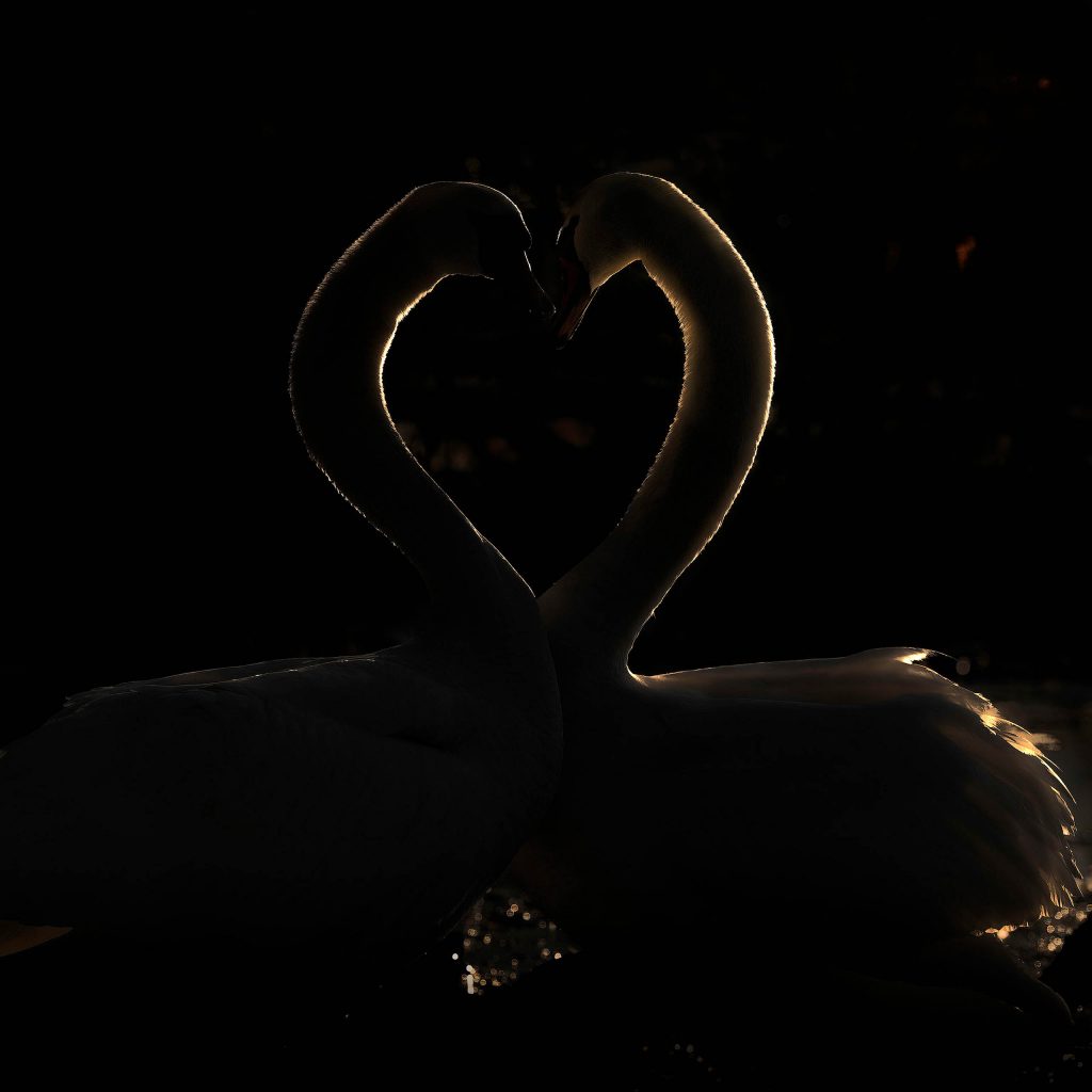 Ein hochemotionales Fine-Art-Porträt zweier Schwäne in extremer Low-Key-Technik. Das Bild ist fast vollständig in tiefes Schwarz getaucht; lediglich die feinen Konturen der Hälse und Köpfe werden von einem hauchdünnen, goldenen Saumlicht (Rim Light) nachgezeichnet. Die beiden Vögel sind einander zugewandt und bilden mit ihren Hälsen eine vollendete, leuchtende Herzform vor dem dunklen Hintergrund. Winzige, funkelnde Lichtreflexe im Wasser unterstreichen die magische und intime Atmosphäre dieser minimalistischen Komposition.