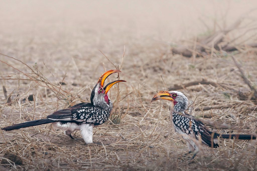 Eine faszinierende Naturaufnahme zweier Gelbschnabeltoke in einer kargen, sandigen Umgebung. Der linke Vogel ist im Profil zu sehen, hat den Kopf weit nach hinten in den Nacken geworfen und hält seinen markanten, leuchtend gelb-orangenen Schnabel weit geöffnet, um ein winziges Insekt in der Luft zu fangen. Sein Gefieder zeigt ein komplexes Schwarz-Weiß-Muster, ergänzt durch eine rötliche Kehlhaut. Der zweite Toke steht rechts daneben und beobachtet die Szene aufmerksam. Der Hintergrund aus trockenem Gras und sandigem Boden ist in ein weiches, staubiges Pastell getaucht, was die Szene sehr authentisch und fokussiert wirken lässt.