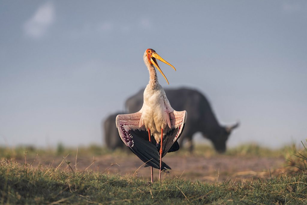 Eine humorvolle und zugleich ästhetische Fine-Art-Aufnahme eines Nimmersatt-Storchs in einer markanten Pose. Der Vogel steht aufrecht im Grasland, hat die Flügel weit nach unten gespreizt und den gelben Schnabel weit gen Himmel geöffnet, als würde er eine Yoga-Übung praktizieren oder die Morgensonne begrüßen. Die Unterseiten der Flügel zeigen ein filigranes Muster aus weißen und dunklen Federn. Im Hintergrund ist die unscharfe Silhouette eines afrikanischen Büffels zu erkennen, was die Szene fest in der wilden Savanne verankert. Das sanfte Licht und der minimalistische Himmel verleihen der Komposition eine meditative Ruhe.