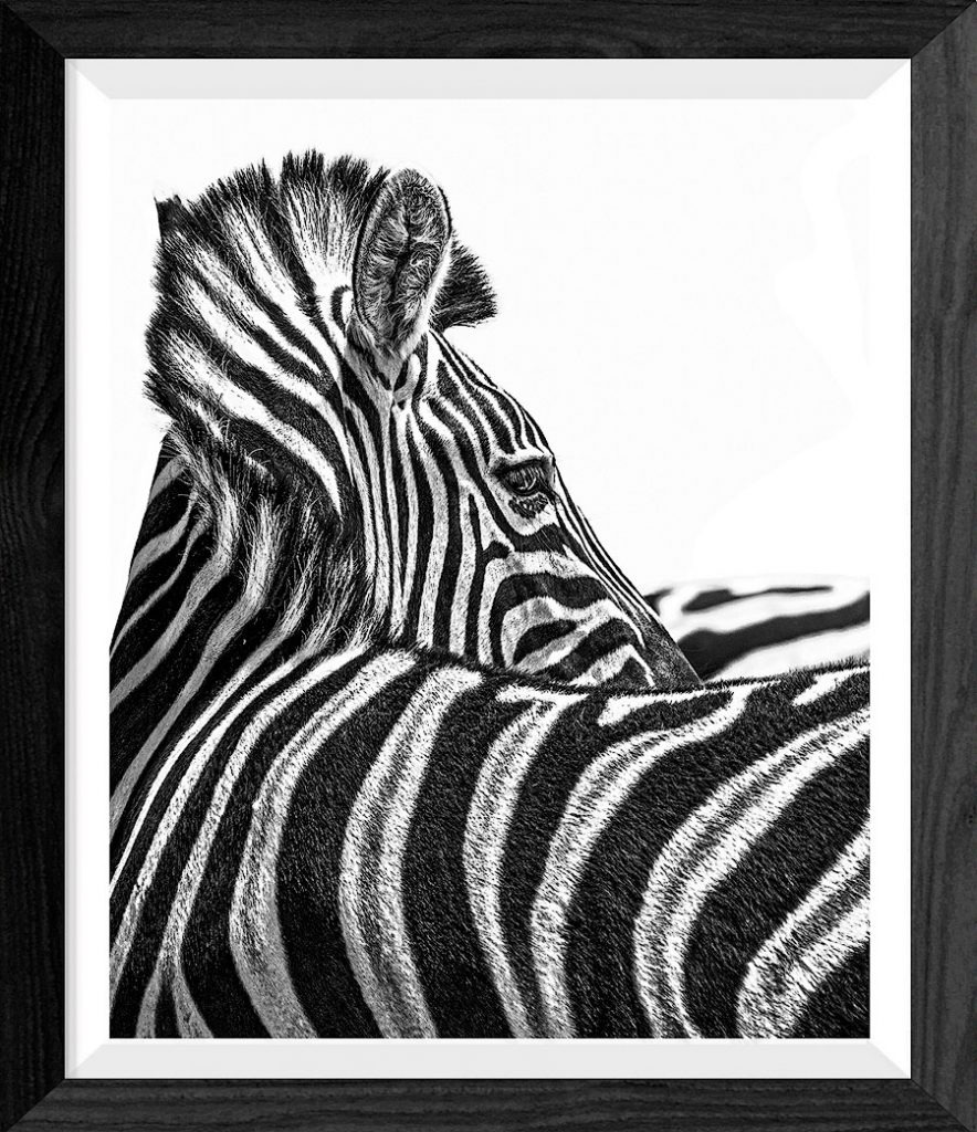 zebra