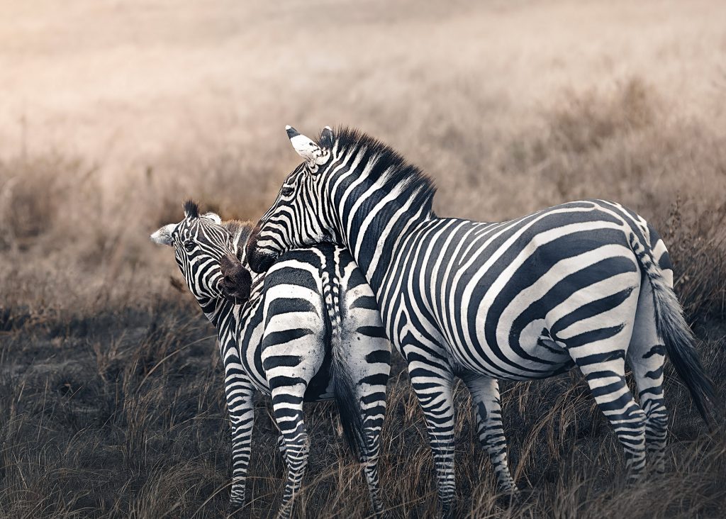 Close-Up einer Zebra-Mutter und ihres Fohlens beim Schmusen, zärtliche Interaktion bei Zebras, emotionale Wildlife-Fotografie, Kunstdruck.