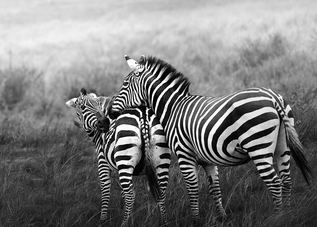 Zebra Mutter, die ihr Junges küsst, Schwarz Weiß Foto, Tansania